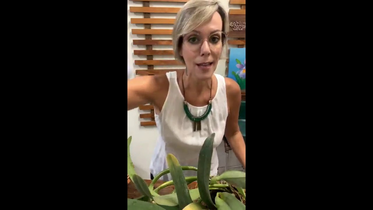 Como plantar orquídea Cattleya gigante.