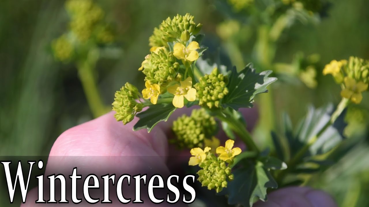 How to Identify Wintercress, Creasy Greens, Yellow Rocket - Barbarea vulgaris
