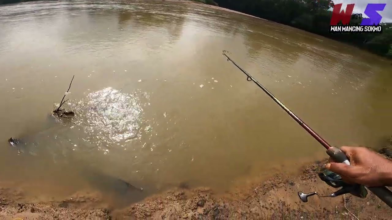 Ade yang monster ade jugak yang kayang | umpan sawit peram #wms-378