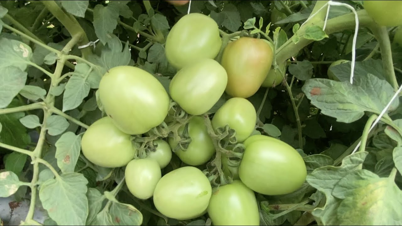 SCT वैदीक टोमॅटोंनी🍅केमिकल द्राक्षांचे 3 वर्षांचे 70 लाख कर्ज 3 महिन्यात फेडून😃चक्क कार🚘घेतली‼️