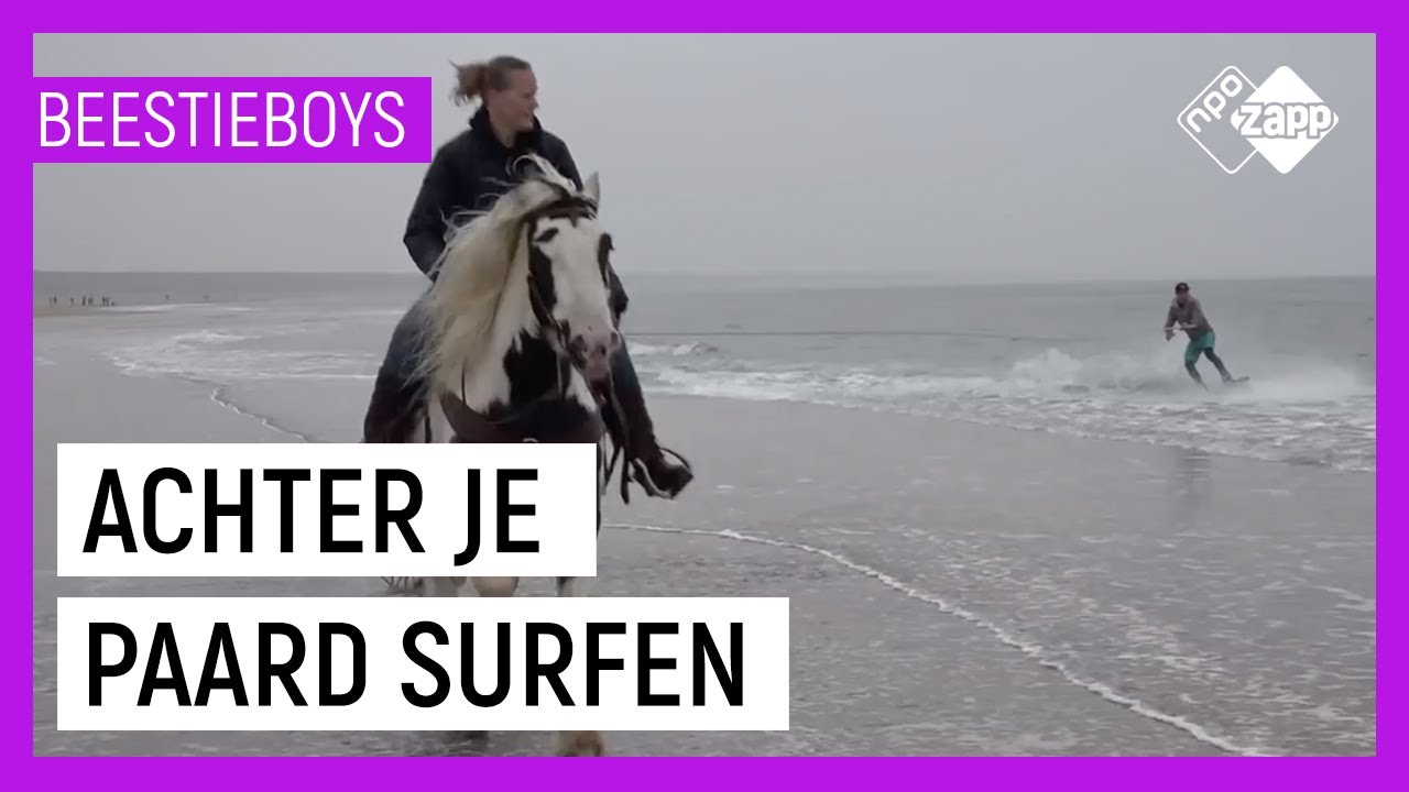 HORSE BOARDING | Extreme Animal Hobby's Beestieboys | NPO Zapp