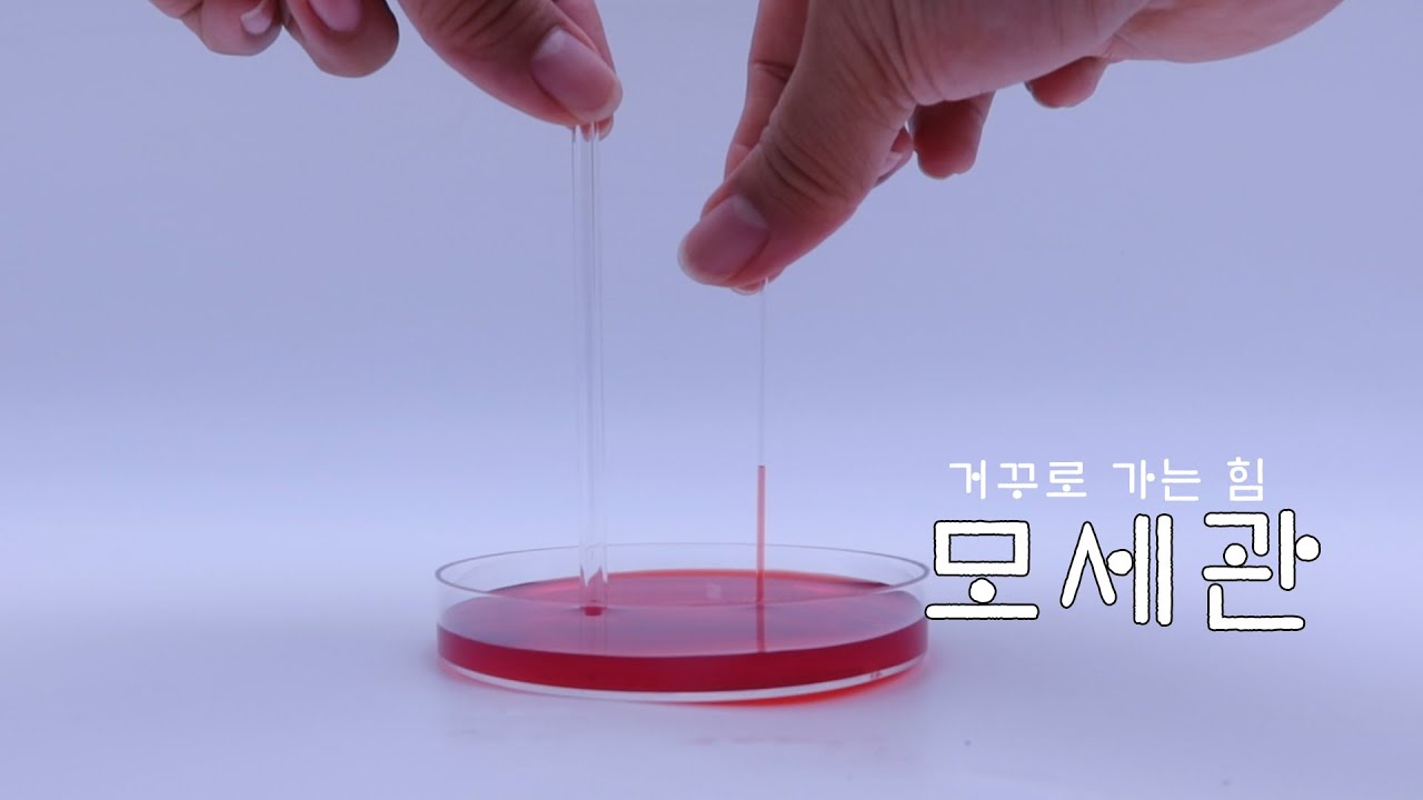 모세관 #모세관실험