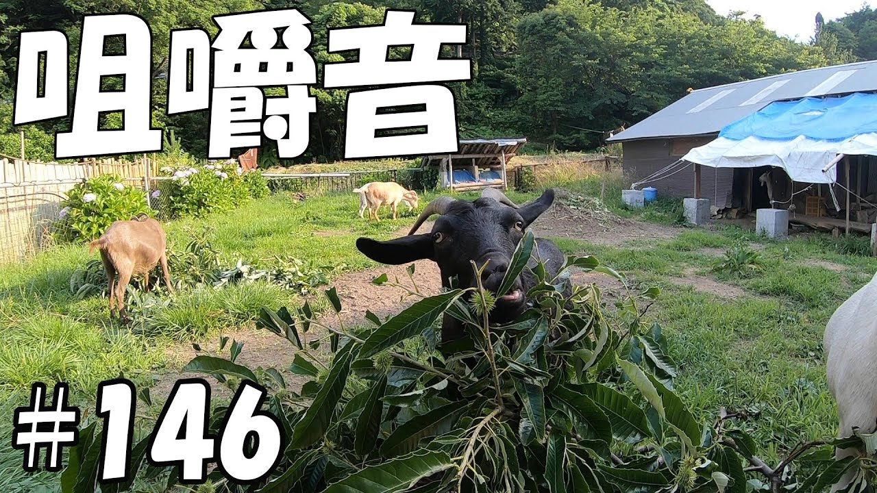 【ASMR】草食動物ヤギ達の咀嚼音！栗の葉っぱ食べるヤギ達  ＃１４６　おとぼけヤギ達に癒されて