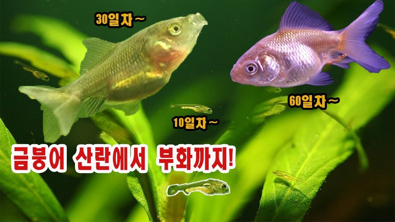 (금붕어 산란) 금붕어의 번식, 알부터 부화후 60일까지의 기록. oranda goldfish spawning and their babies
