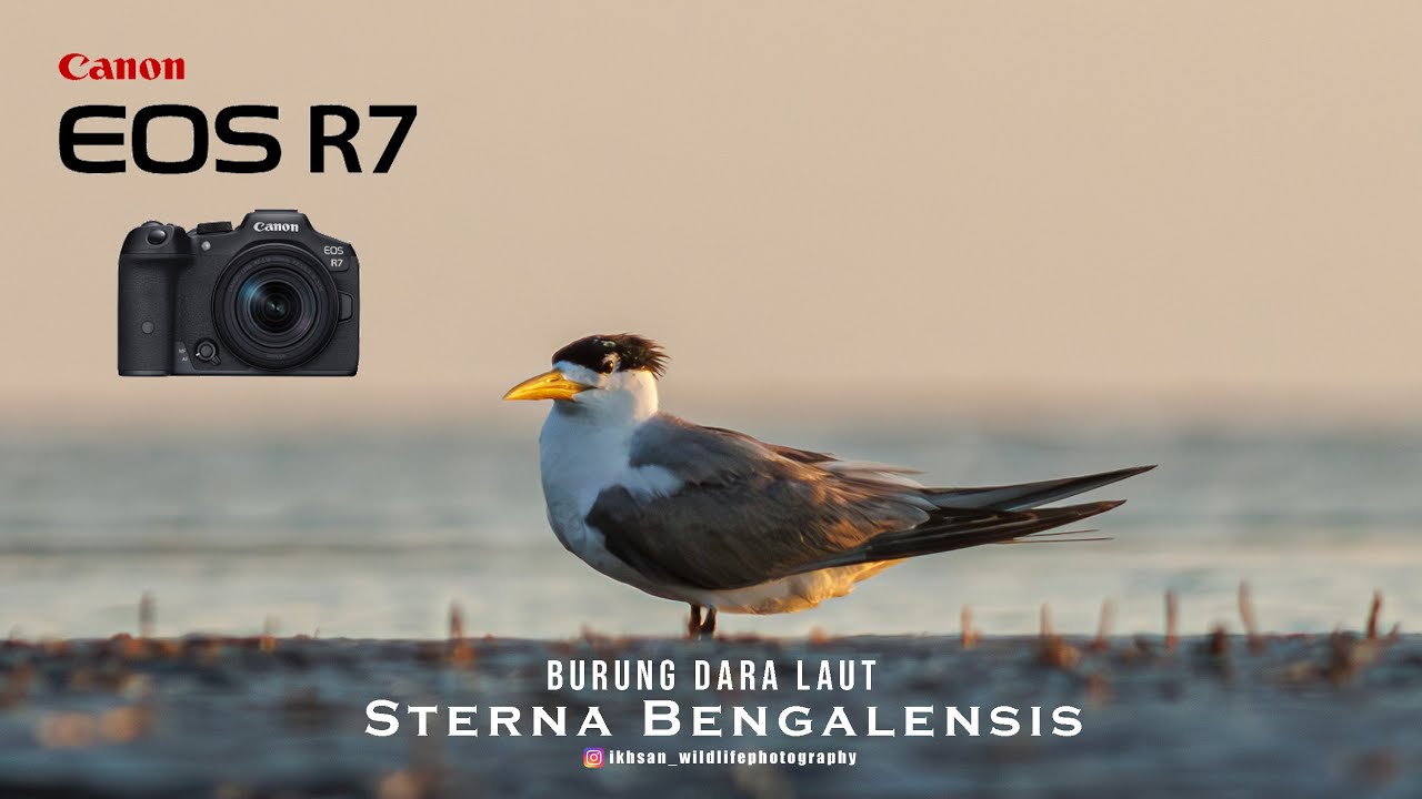 STERNA BENGALENSIS ( BURUNG DARA LAUT )