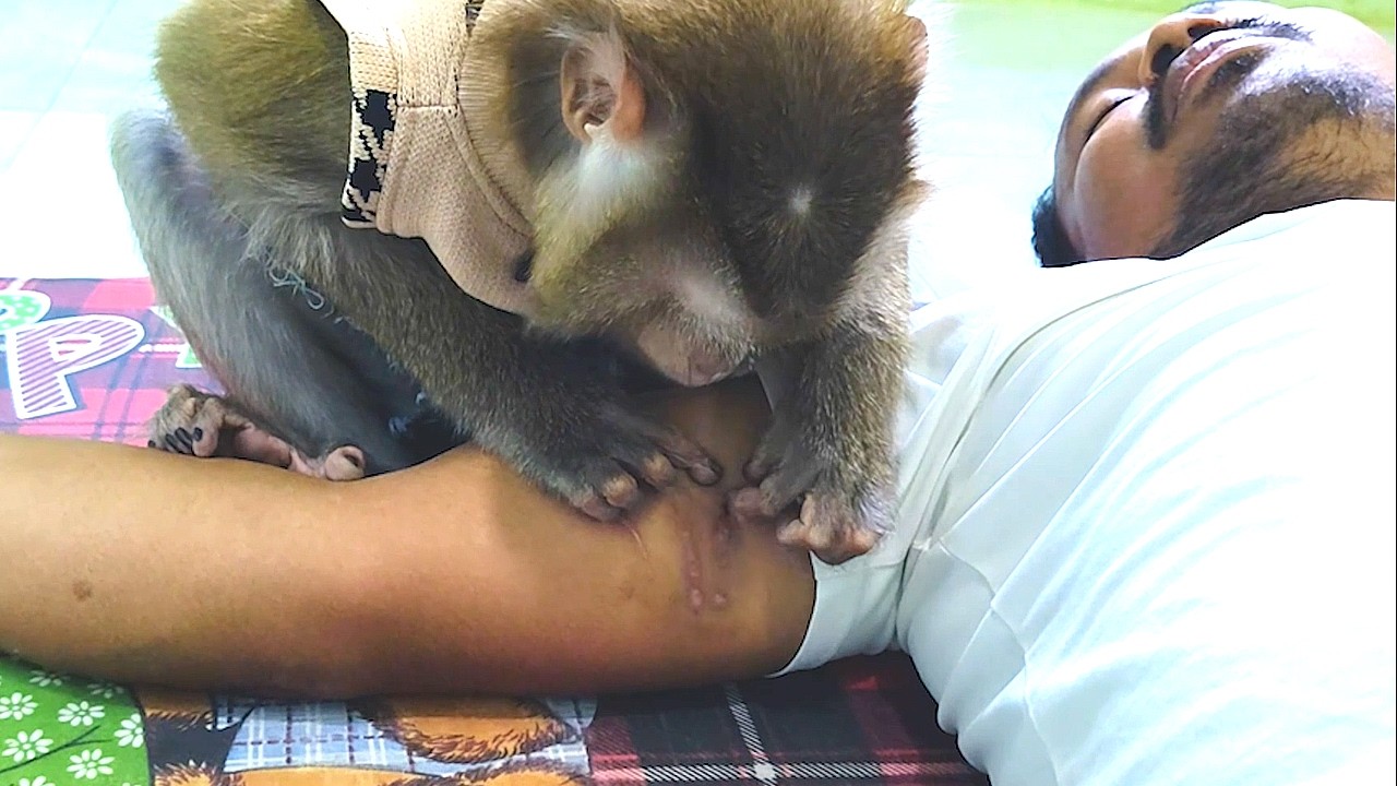 ASMR Monkey Grooming | LYLY Groomed Deed Cell On Hand Instant Sleep Triggers