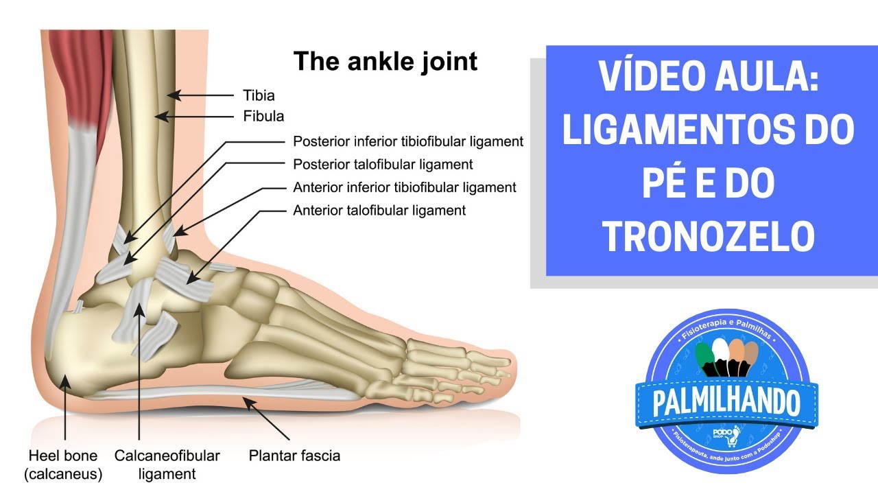 ANATOMIA DOS LIGAMENTOS DO P&Eacute;