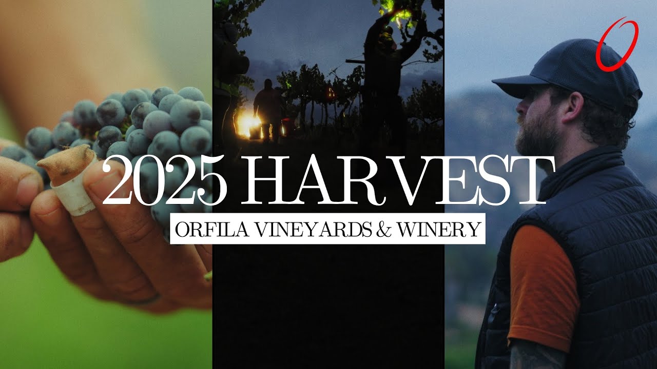 Inside the 2025 Harvest | Orfila Winery (Full Documentary)