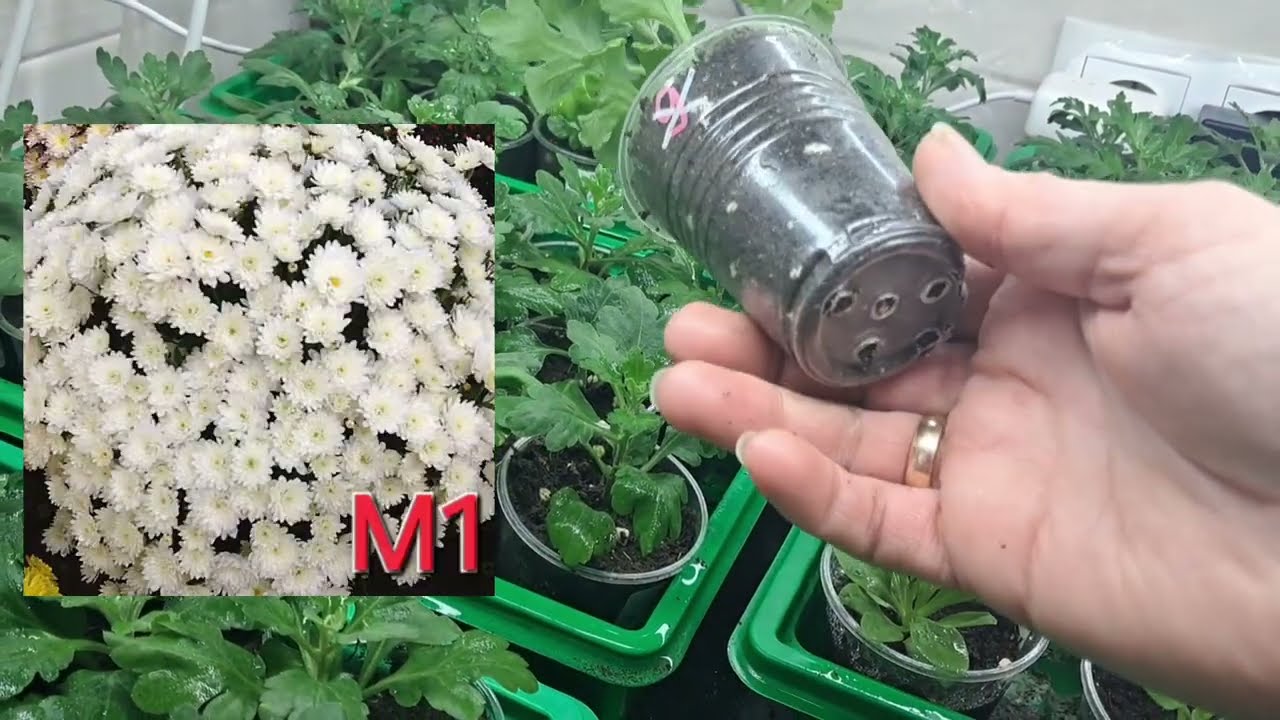 Ауу,зелёные сообщники! 👋 Черенкуем мультифлору?Айда на мой стеллаж — прибодрю,подбодрю,вдохновлю! 🌿🔥