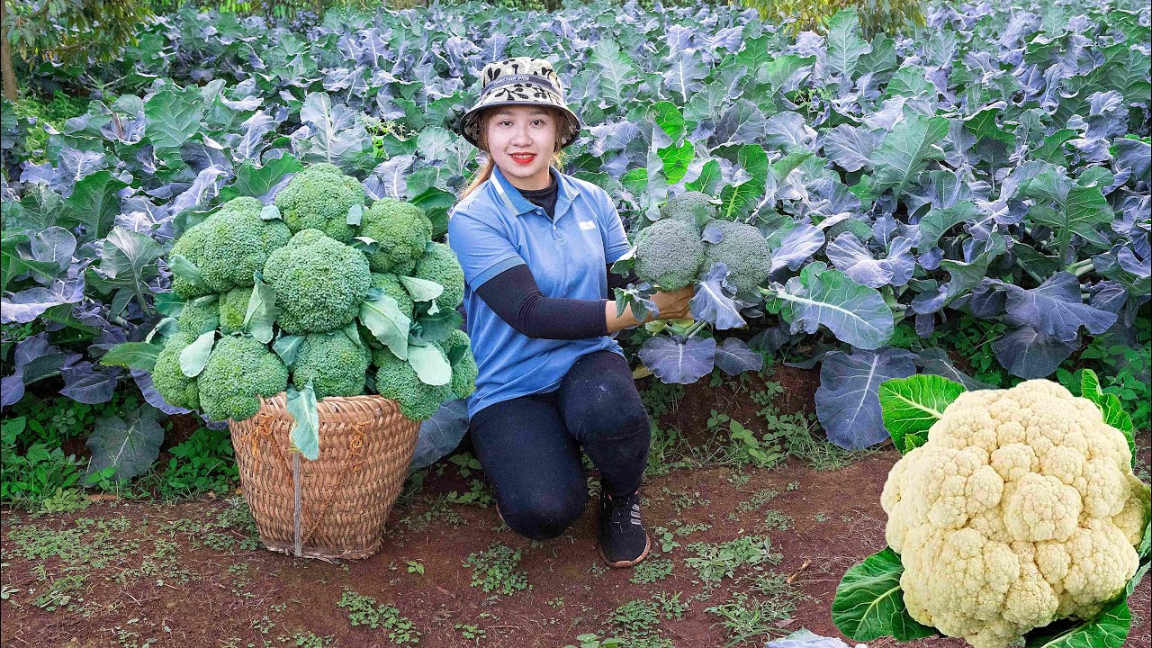 Harvesting Green Cauliflower to the Market to Sell  Cooking daily! Lucia's daily life