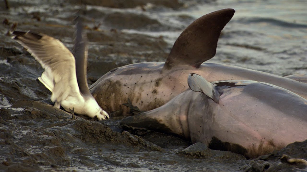 Clever Dolphins Hunt Together | North America