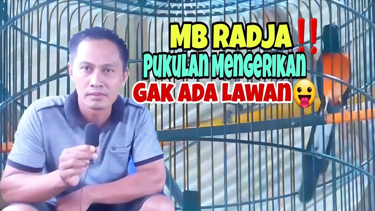 Rojokoyo Cup: Murai Batu Radja‼️Materi Mewah, Pukulan Mengerikan Gak Ada Lawan