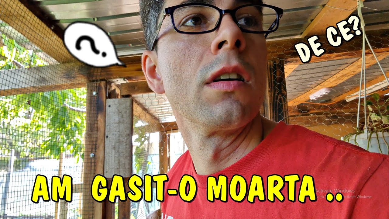 A murit o potârniche  😥