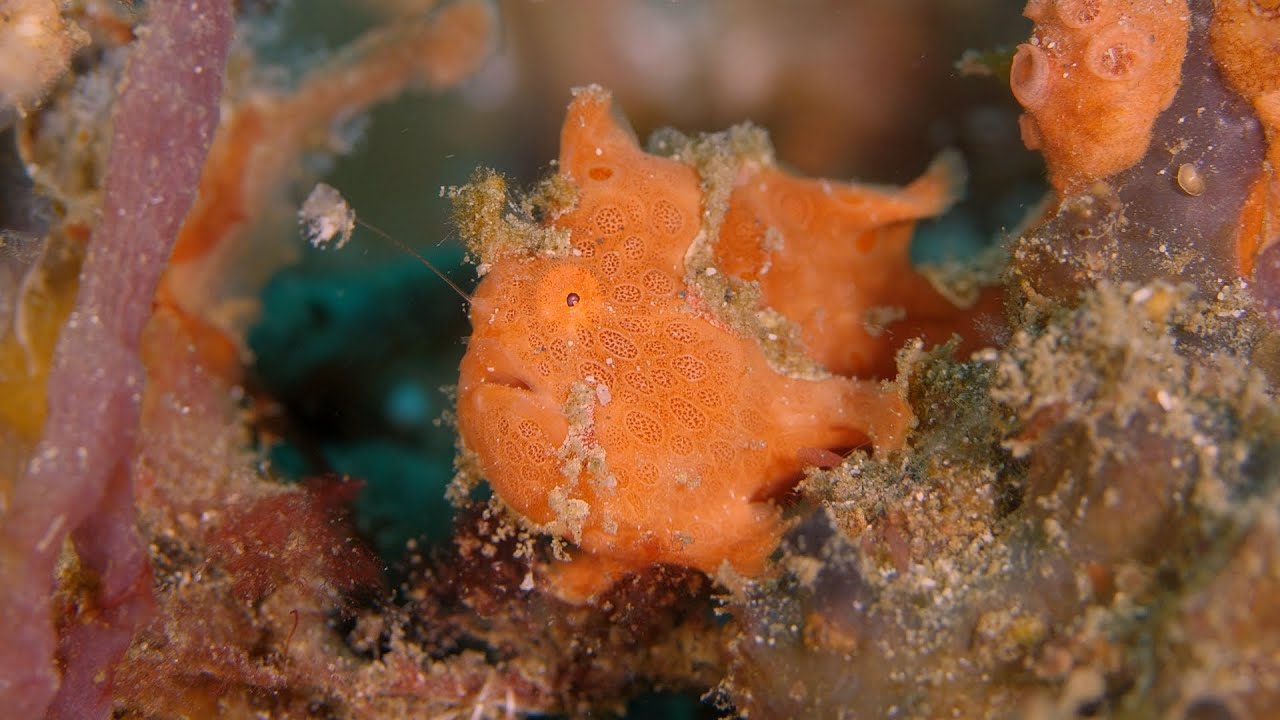 Indonesia Muck Diving Documentary - Lembeh Strait 2024