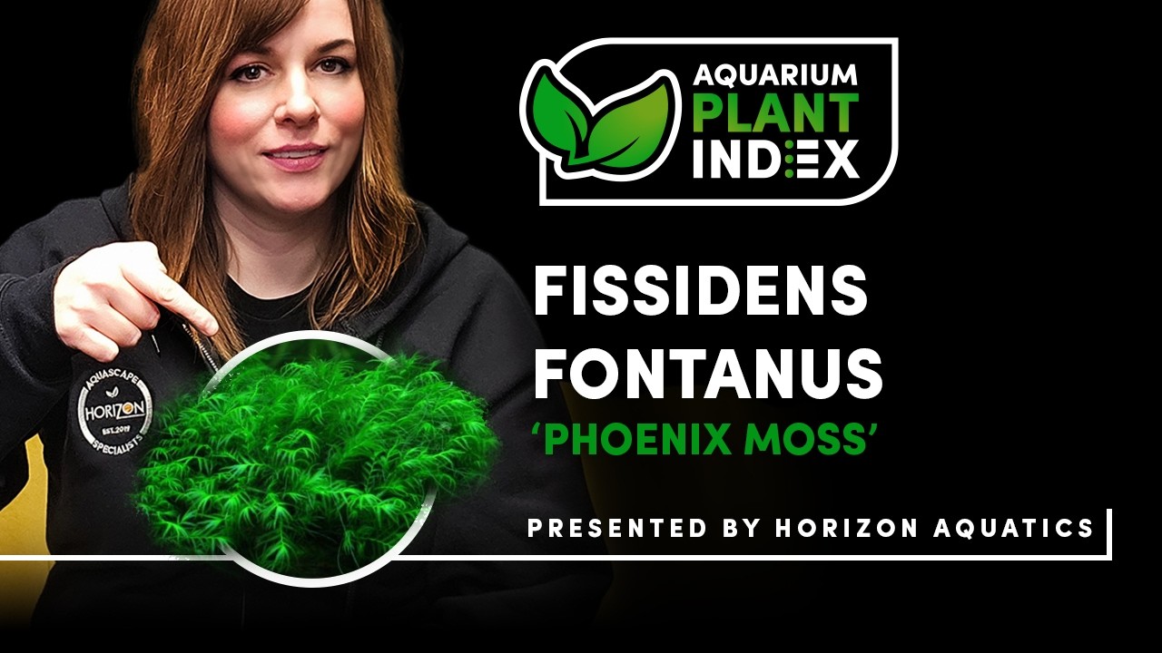 Гид по уходу за Fissidens fontanus | Лучший мох для акваскейпинга?