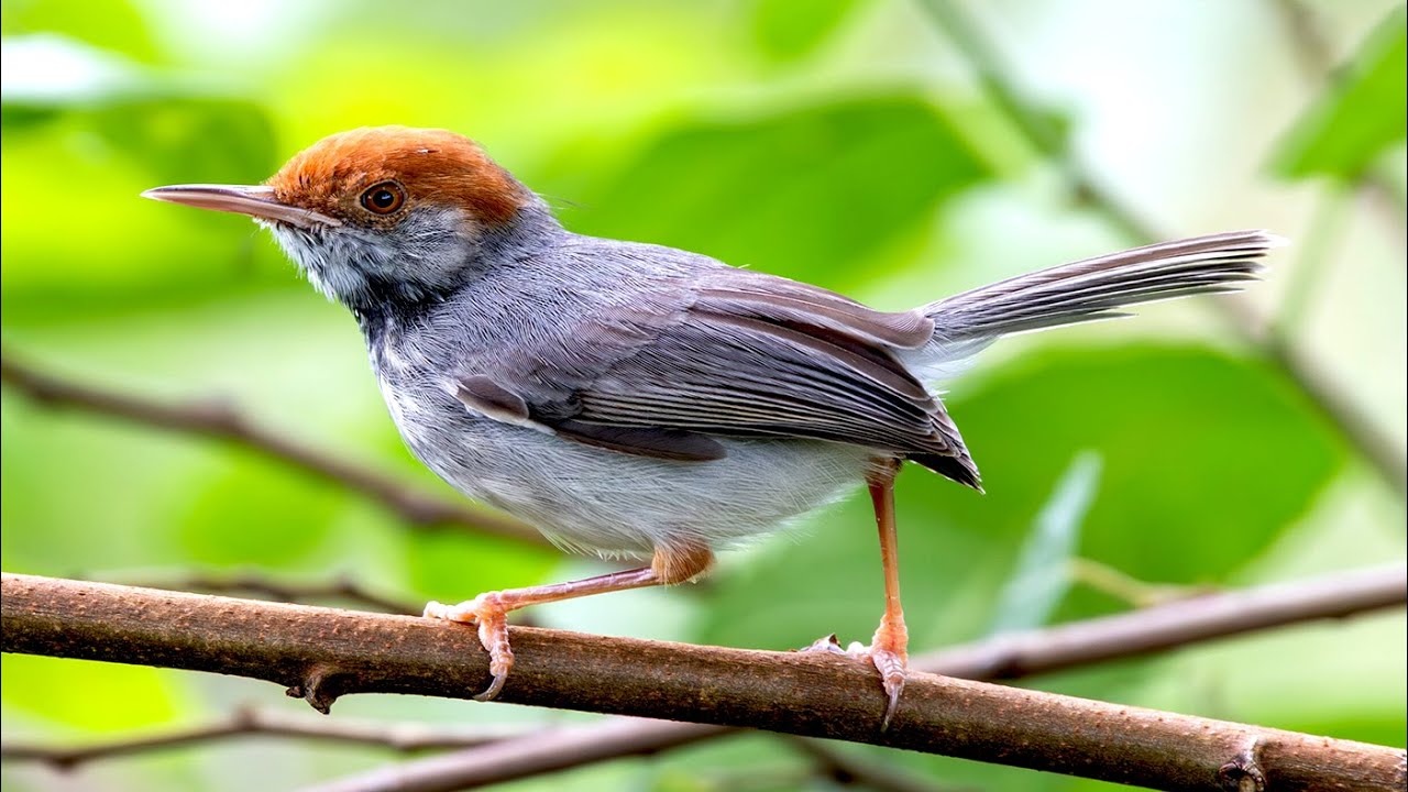 🦜 Beautiful Relaxing Music with Bird Sounds #BBC Khmer #birds #nature