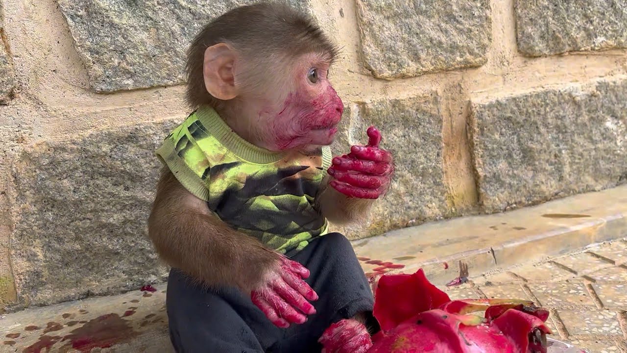 Do you know what happening with Smart monkey Max