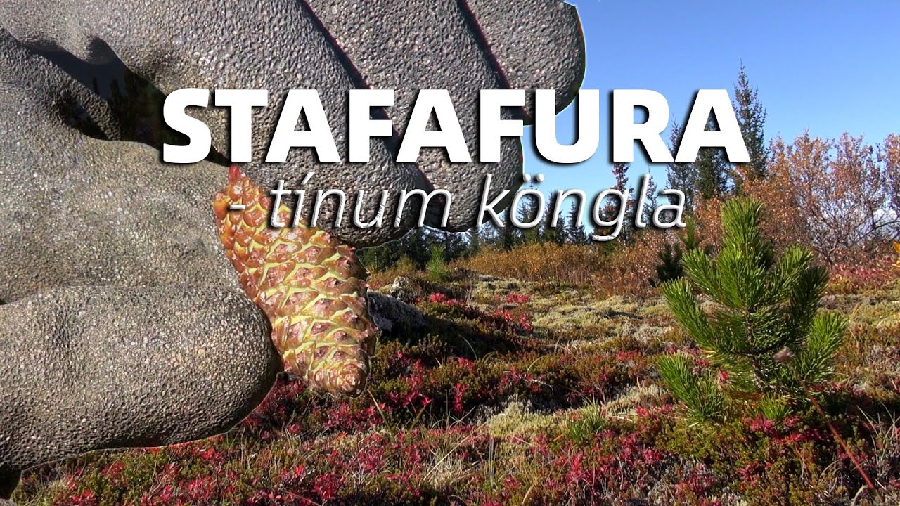 STAFAFURA - tínum köngla