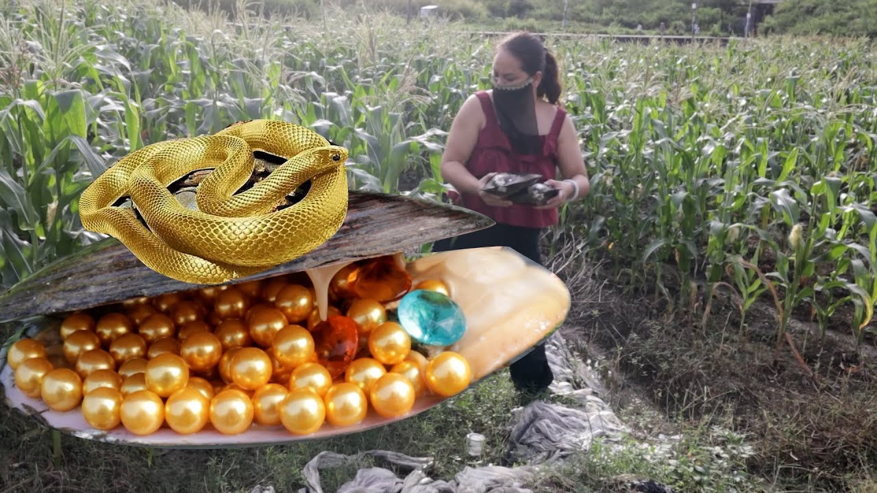 The hardworking girl discovered a strange river clam in the valley, and this time she made a fortune