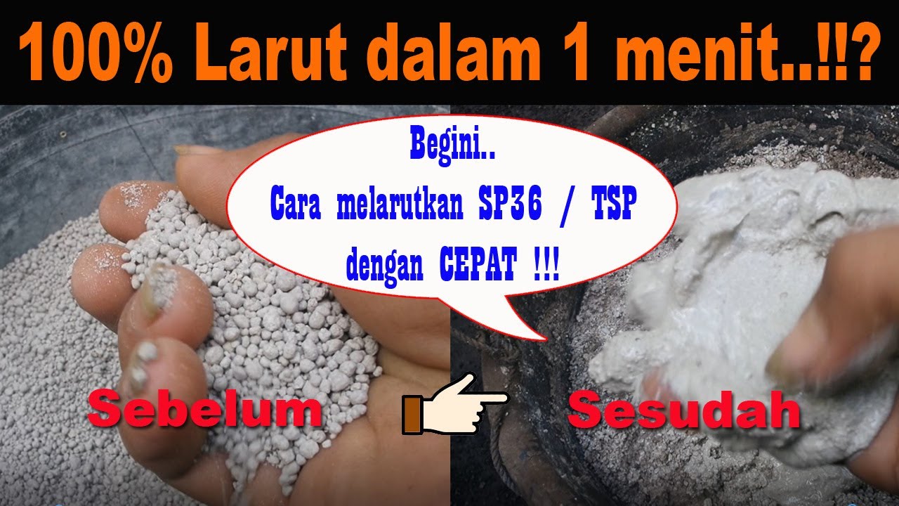 Larut 100% Dalam 1 Menit? Begini Cara Melarutkan Pupuk SP36 /TSP Dengan Cepat