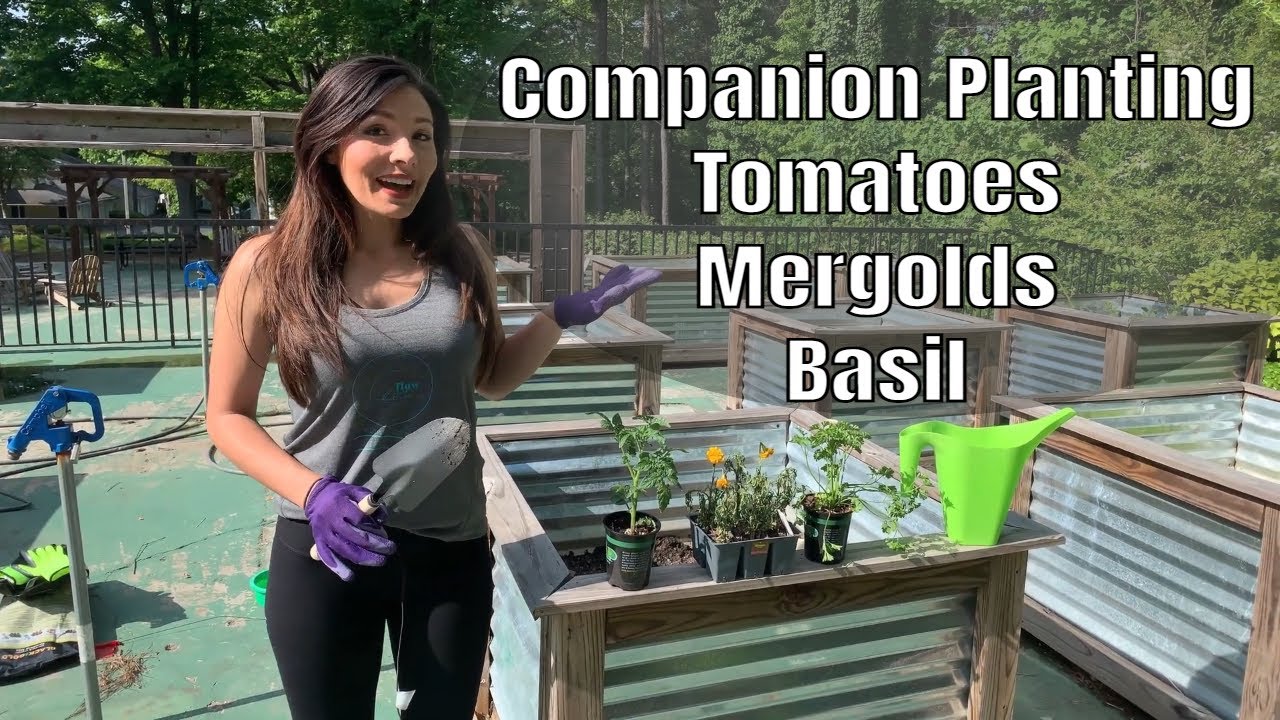 How To Plant Tomatoes, Merigolds, & Basil | Companion Planting | Gardening Tutorial | Flow With Kim