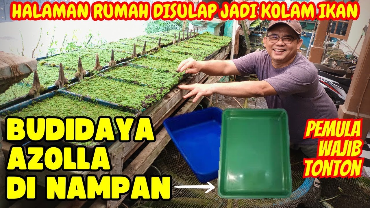 URBAN FARMING  ! TOLONG DONG SPILL BUDIDAYA AZOLLA DI NAMPAN & BERBAGAI PERMASALAHANNYA !