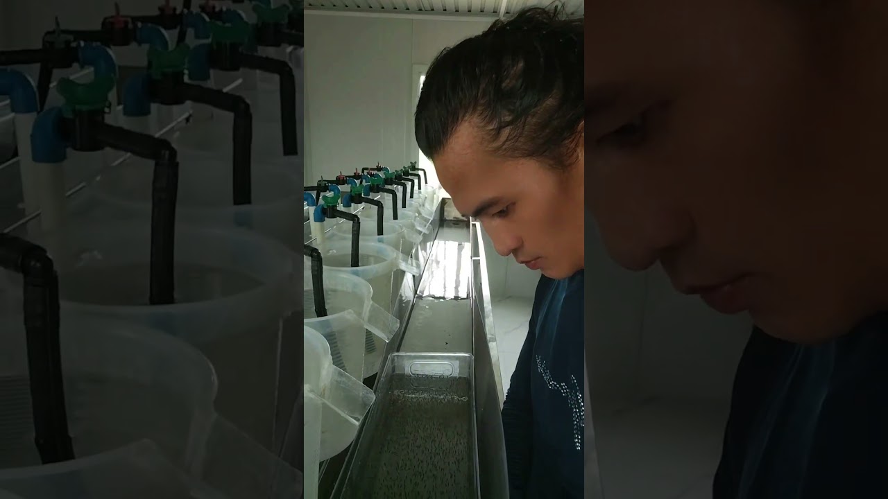Tilapia eggs incubation trial