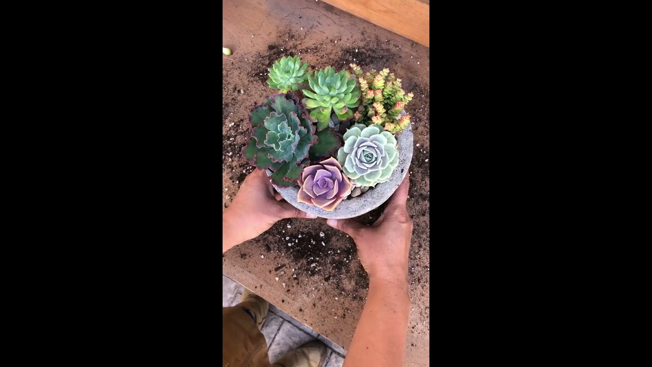 Arranging Succulents in a Hypertufa Pot