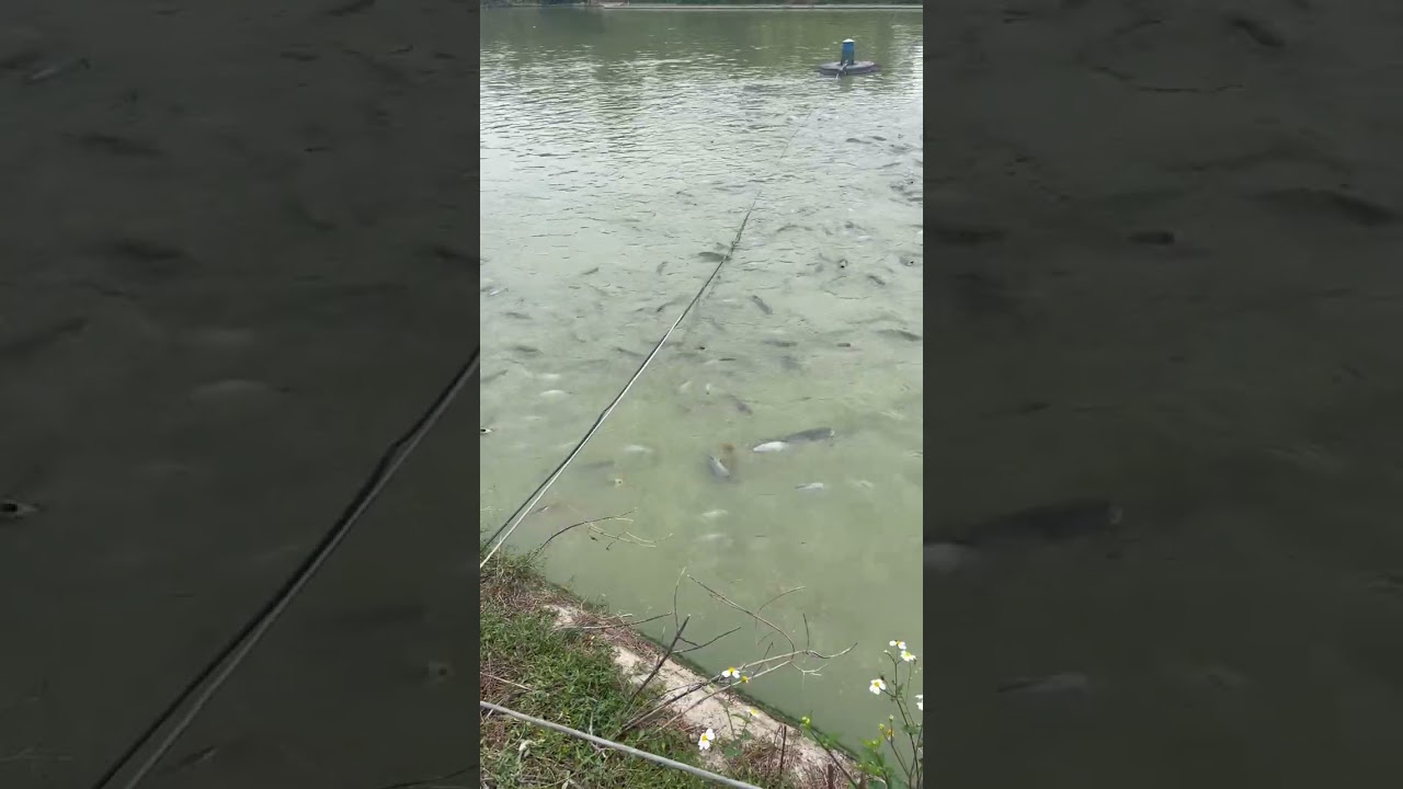 Bậc thầy về nuôi cá nước ngọt #nuoica  #video  #viral  #xuhuongyoutube  #thuocthuysan 