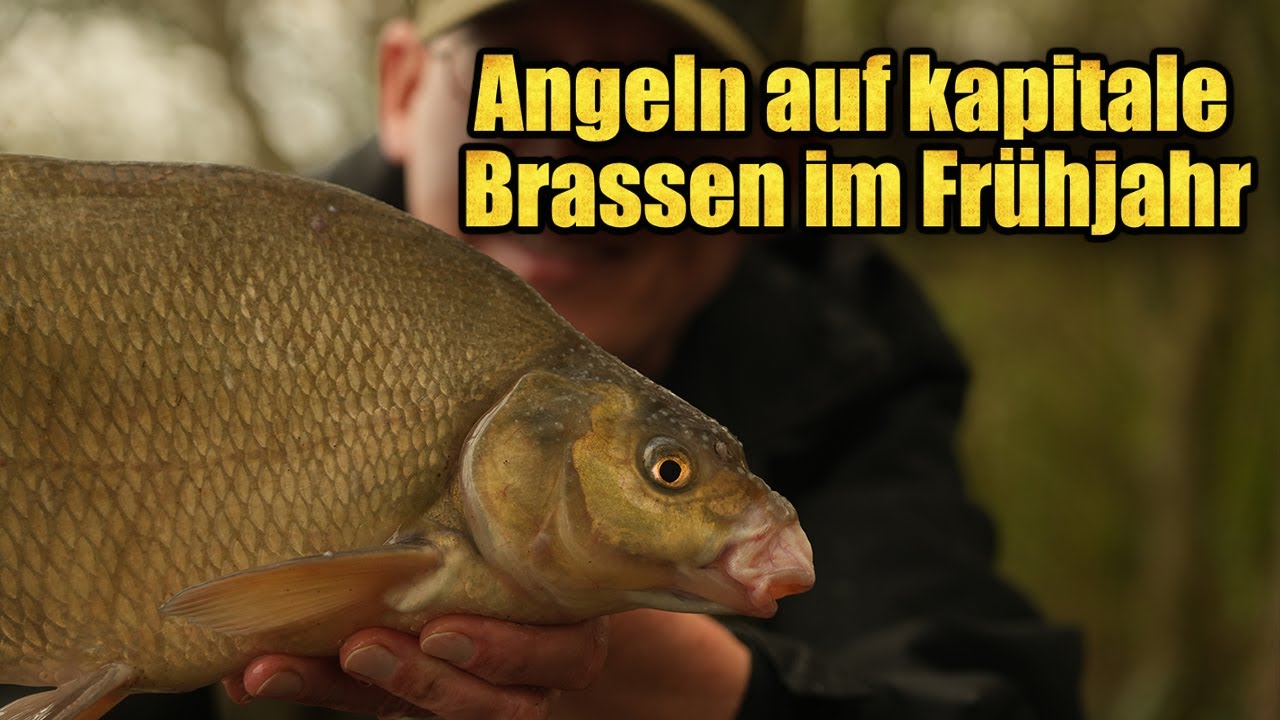 Kaltes Wasser, vorsichtige Bisse - Angeln auf kapitale Brassen im Frühjahr
