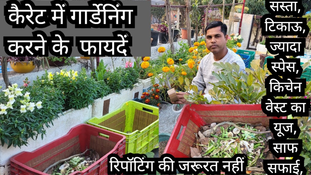 Gardening in Crate || How to Use Crate in Gardening || Cheap and Best Pot for Gardening