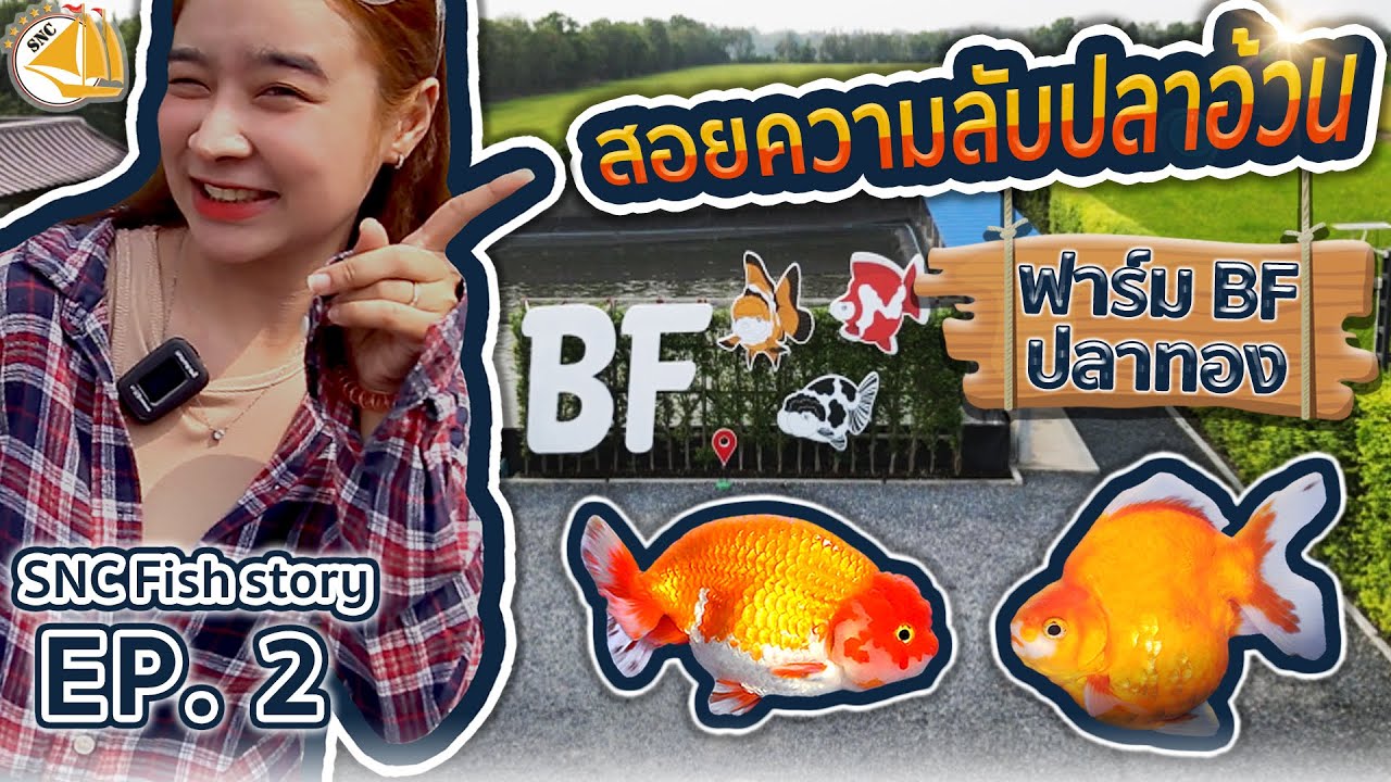 SNC FISH STORY EP.2 สอยความลับปลาทองอ้วนกลมสมบูรณ์