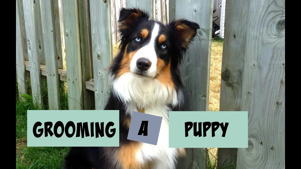 Introducing Your Puppy to Grooming |Life With Aspen|