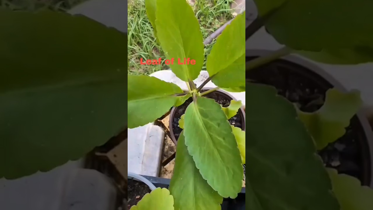 Leaf of life, taameawu, uses. leaves of life benefit