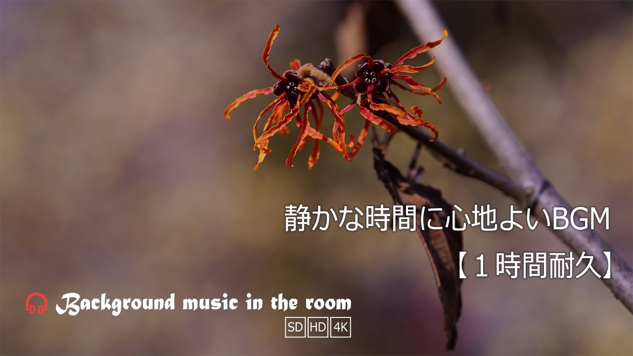 静かな時間に心地よいBGM｜ うららかな兆し 自律神経に優しい癒しの音楽 ピアノBGM