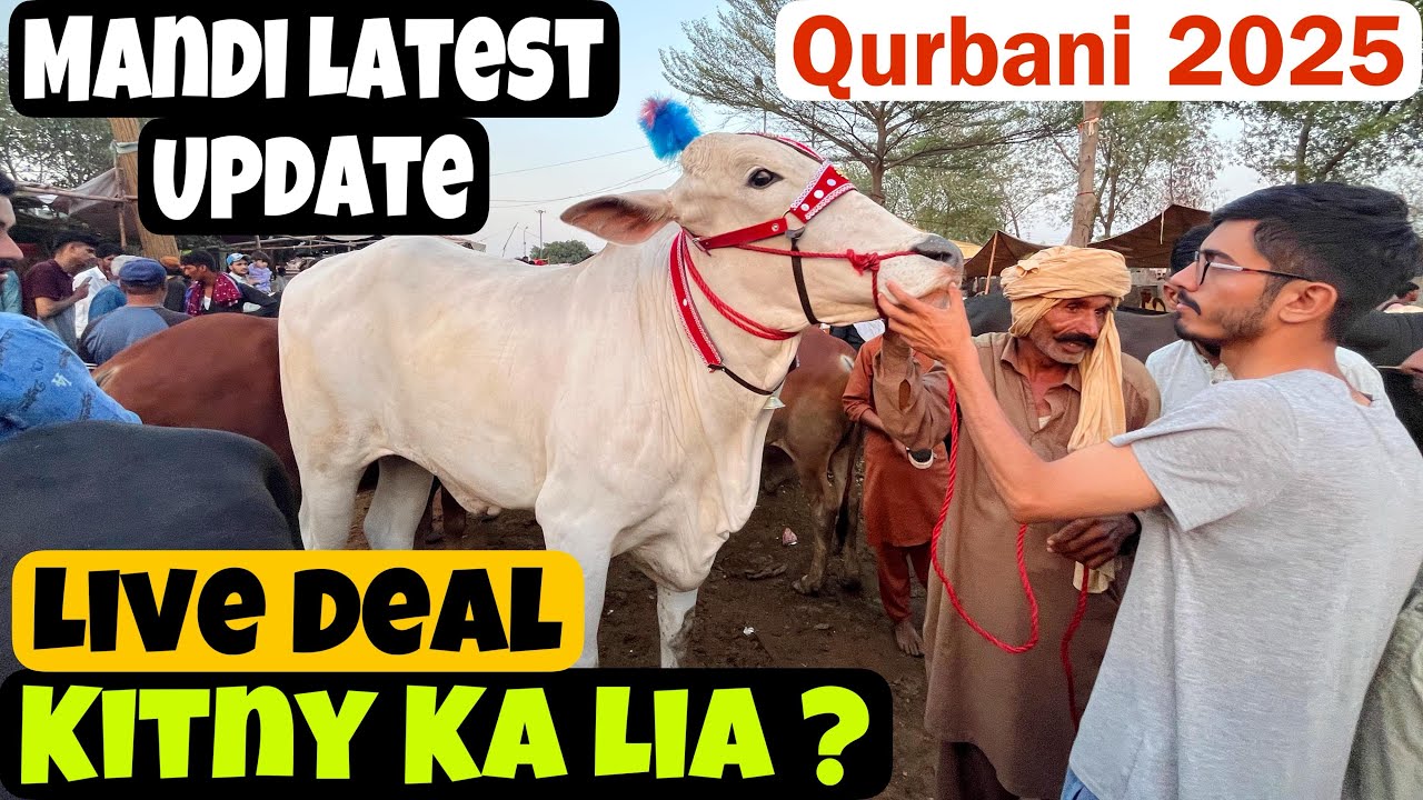 Live Deal || Kitny Ka Lia || Mandi Price Update || Qurbani 2025 || Shahpur Kanjra Mandi Lahore