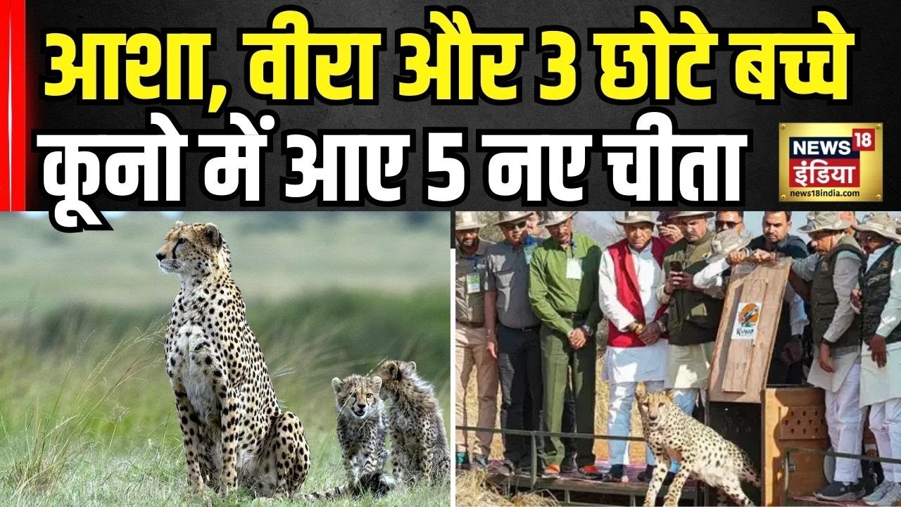 Madhya Pradesh: Kuno National Park में 5 चीतों को छोड़ने के बाद CM Mohan Yadav! |CheetahProject|N18V