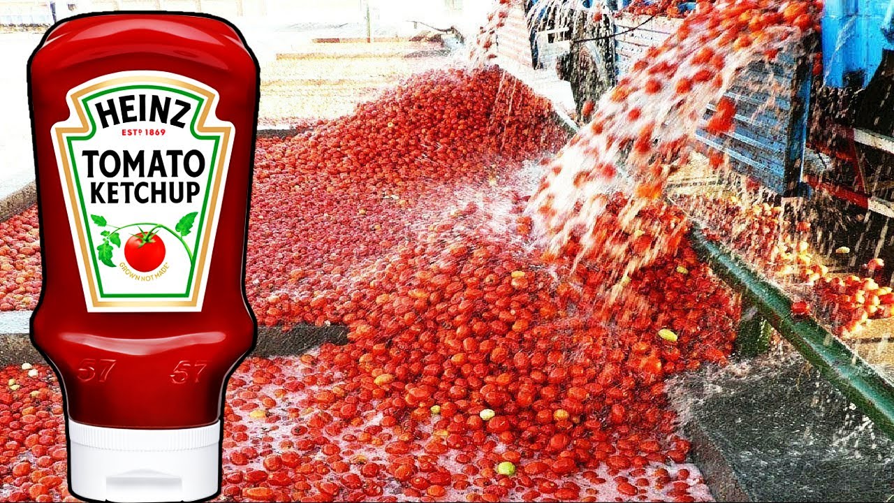 Como se HACE el KETCHUP HEINZ con millones de Tomates✅