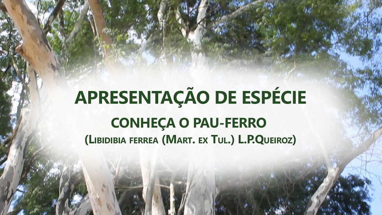 CONHE&Ccedil;A O PAU-FERRO (Libidibia ferrea (Mart. ex Tul.) L.P.Queiroz)