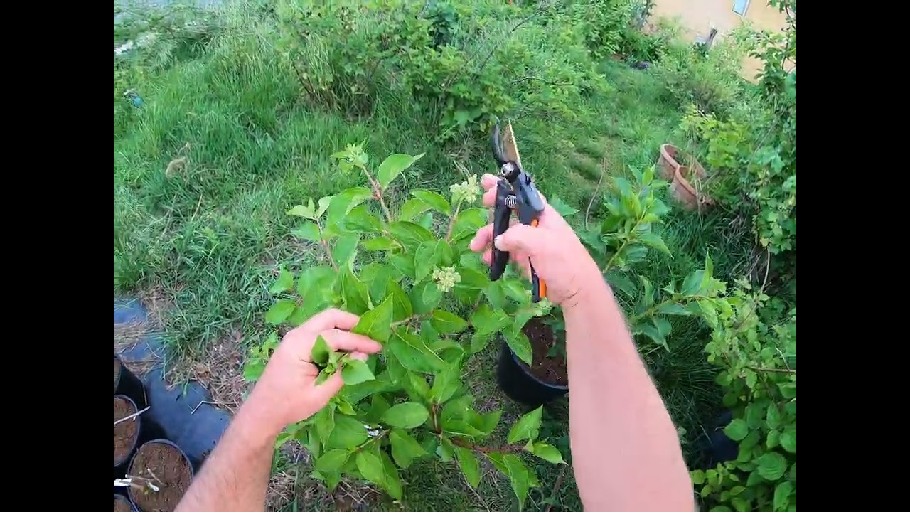 Bugás hortenziák virágzást késleltető metszése.