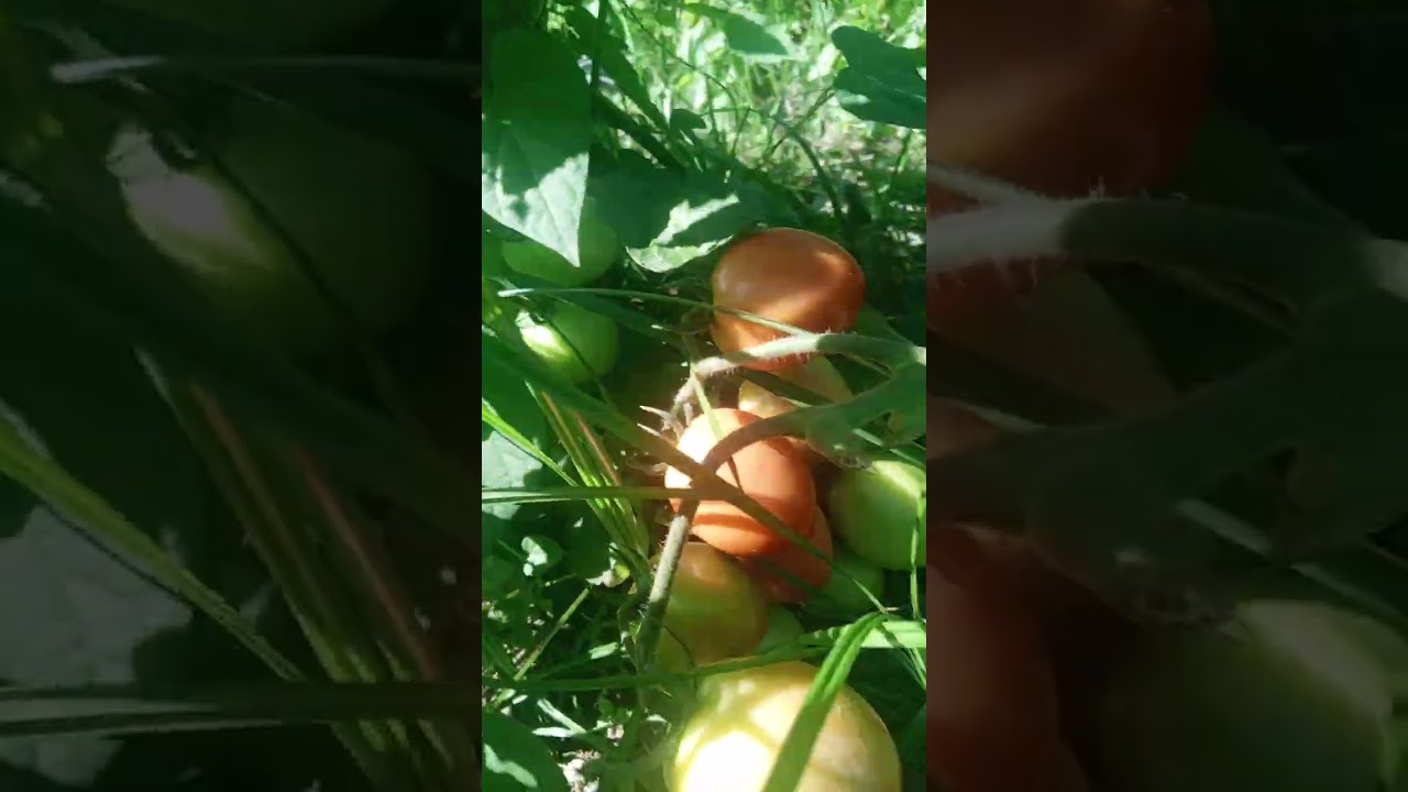 4th harvest🙏🙏😇 #thankyoulord #tomatoes #vegetables #farming #buhayprobinsya #subscribe #highlights