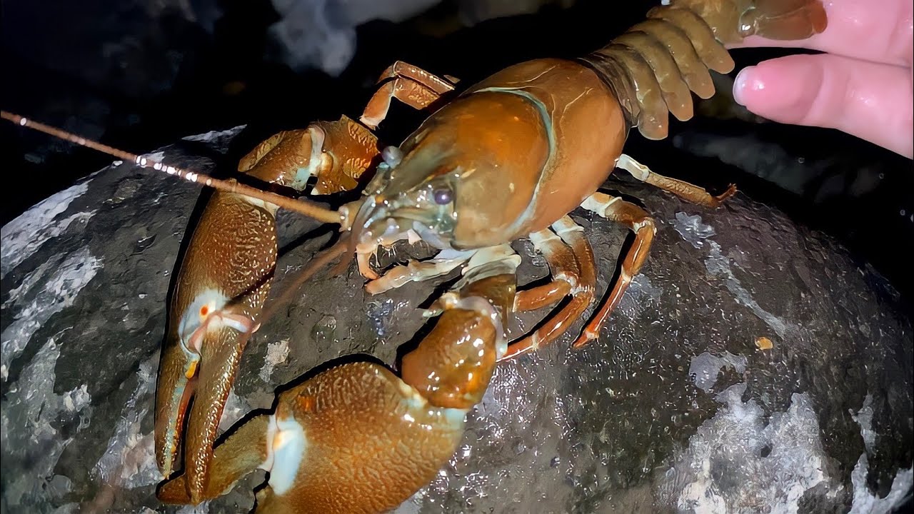 ホモサピさんとありえないほど巨大なザリガニを獲って食う