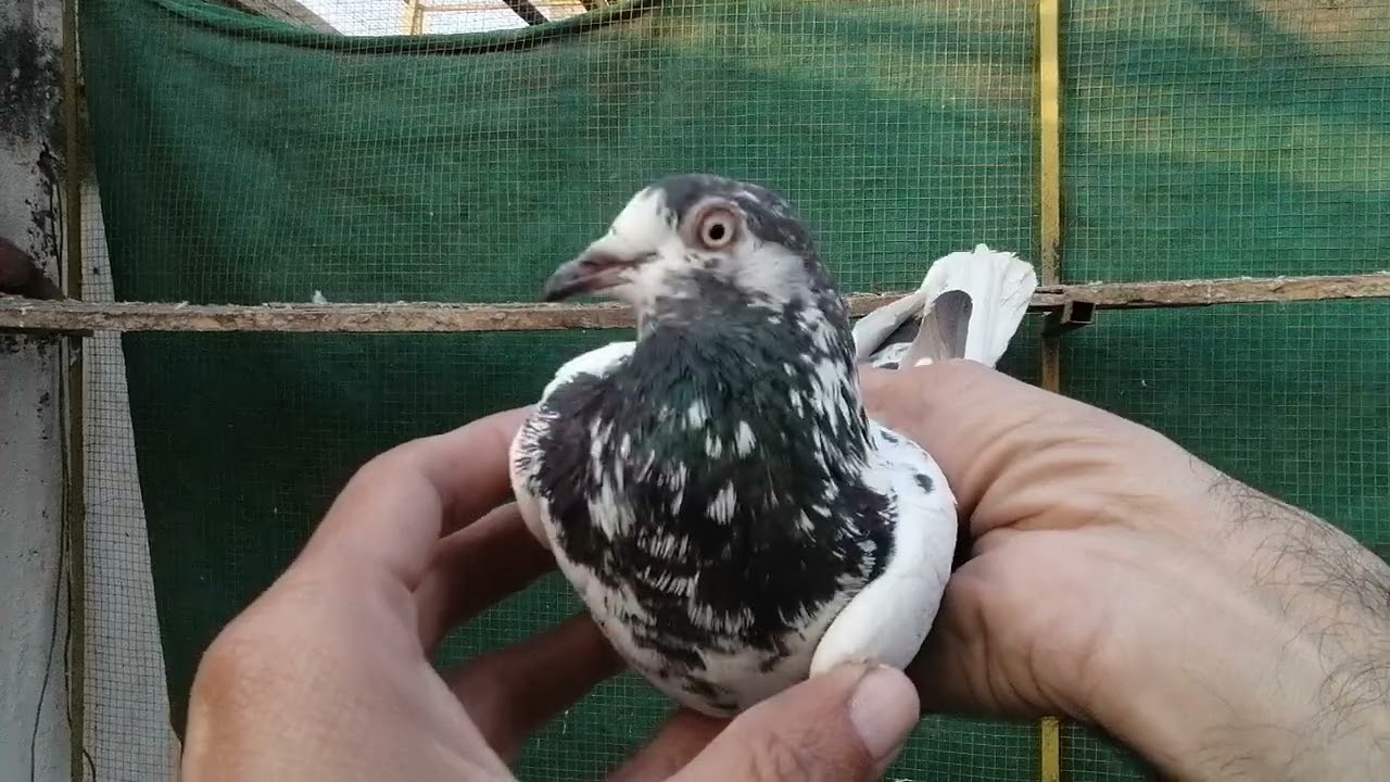 انڈین سرھا نر اور ٹیڈی مادی 4000 کا جوڑا 03485914506 #miangpigeon 