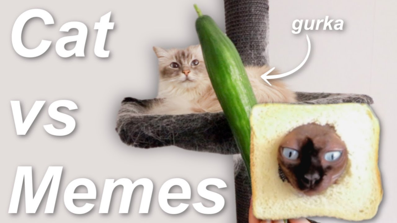 testar kattmemes på mina katter för att jag har katter (och Lisa)