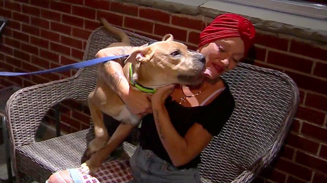 Abandoned dog tied to Revere beach post at 'mercy of the next high tide'