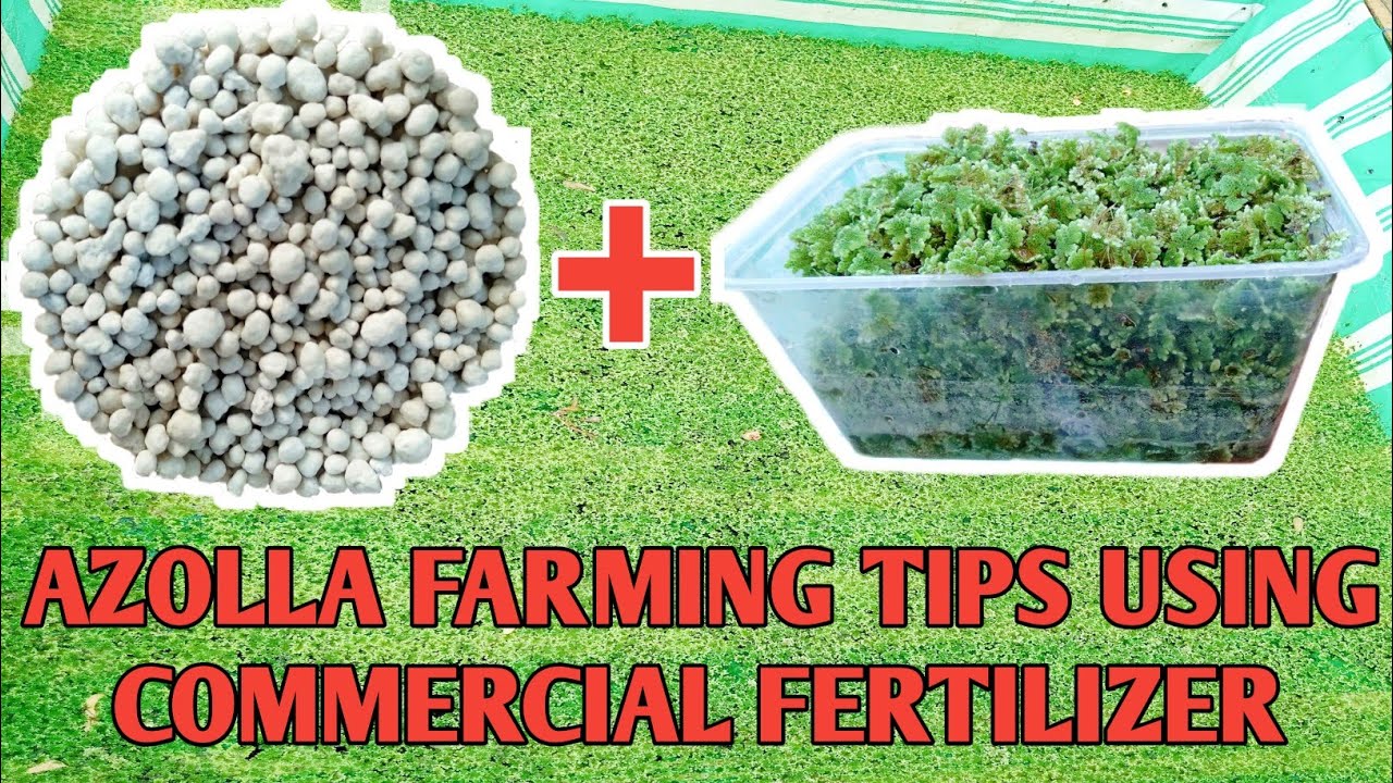 PAANO MAG TANIM NG AZOLLA KAHIT WALANG ORGANIC FERTILIZER || SOLUSYON PARA MAKAPAGTANIM NG AZOLLA