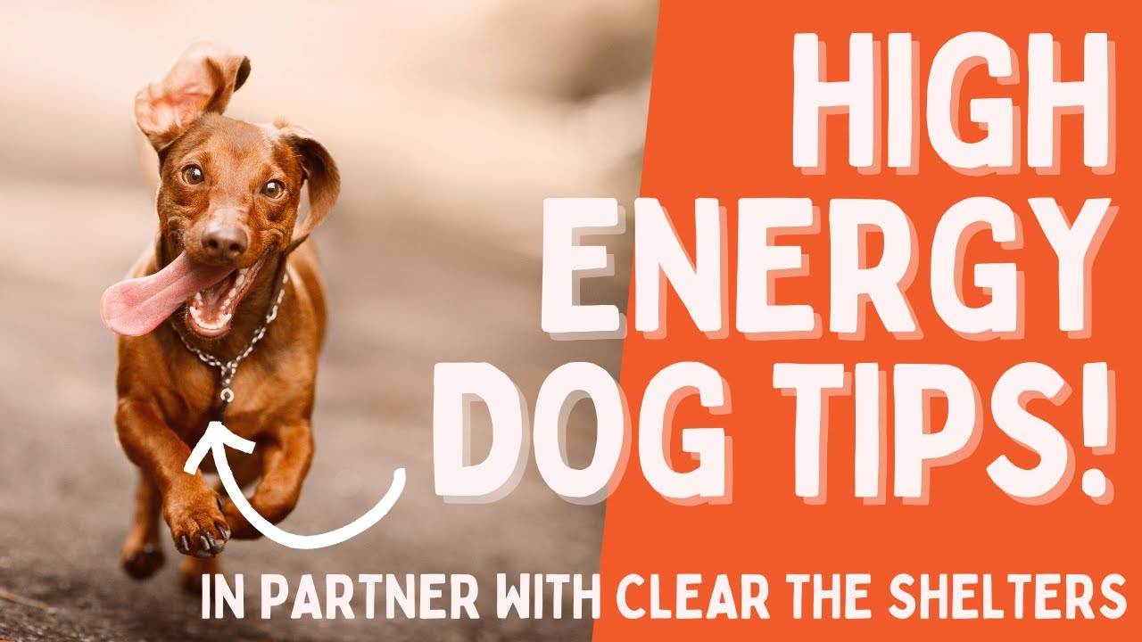 High Energy Dog Tips!