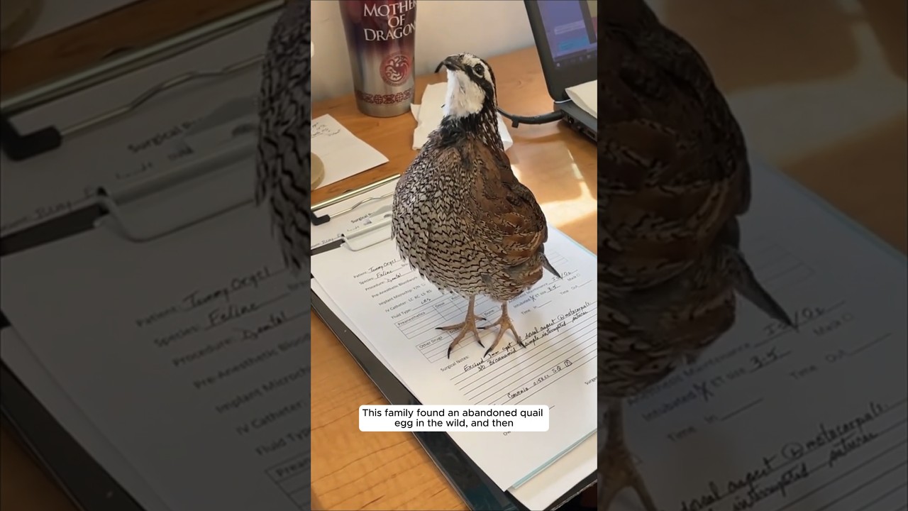 This family found an abandoned quail egg in the wild, and then