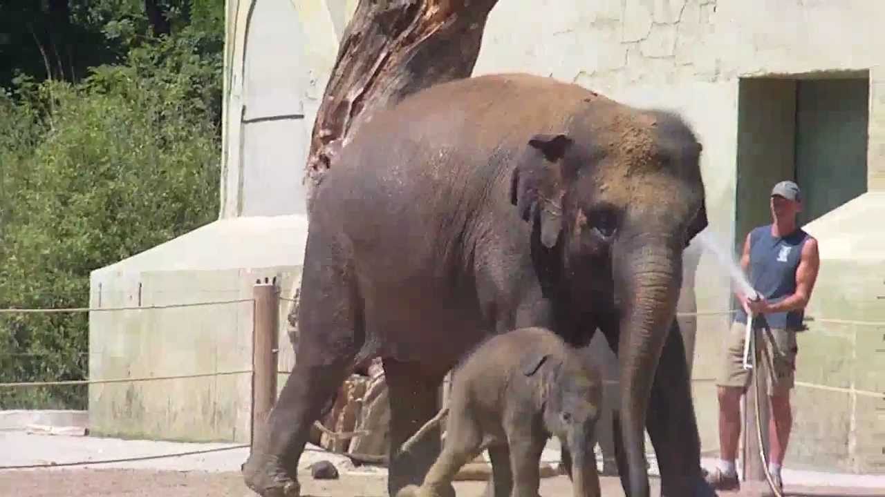 Refreshing Shower for Baby Elephant Ludwig and Mother Temi - Munich Zoo - Tierpark Hellabrunn