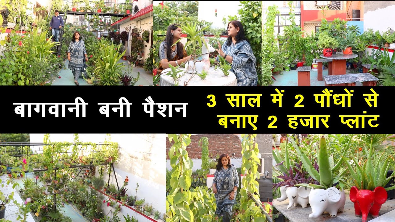 ऐसा Terrace Garden नहीं देखा होगा😍 इसमें हैं हजारों प्लांट, वॉकिंग ट्रैक और सिटिंग अरेंजमेंट